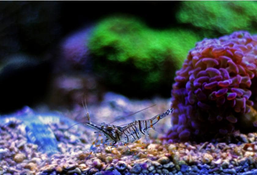 The Best Cleaner Shrimp for Saltwater Fish Tanks The Best Cleaner